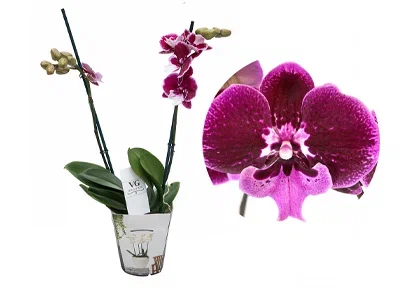 Фаленопсис 2 pp Hot Kiss, Гор12, Выс70 в интернет гипермаркете «Планета Лета». Фото