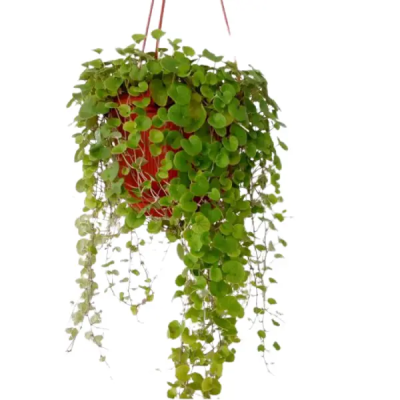 Дихондра, Гор11 М в интернет гипермаркете «Планета Лета». Фото