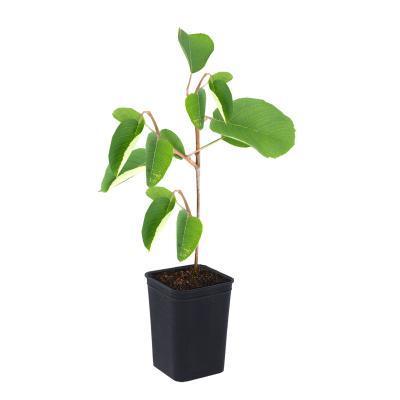 Ирга канадская 2-летка С2 Выс30 в интернет гипермаркете «Планета Лета». Фото