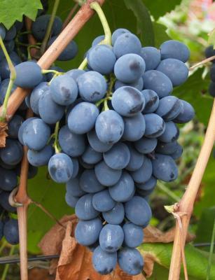 Виноград плодовый Молдова С2 Выс50 в интернет гипермаркете «Планета Лета». Фото