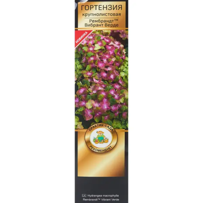 Гортензия крупнолистовая Рембрандт Вибрант Верде/ЦКорЛюкс П в интернет гипермаркете «Планета Лета». Фото