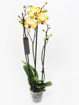 Фаленопсис 2 pp Papagayo, Гор12 ,Выс65 в интернет гипермаркете «Планета Лета». Фото