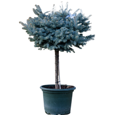 Ель колючая Glauca Globosa штамб, Гор35, Выс100 И в интернет гипермаркете «Планета Лета». Фото