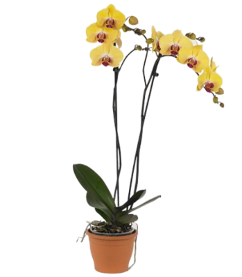 Фаленопсис 2 pp Yellow Goldion, Гор12, Выс65 в интернет гипермаркете «Планета Лета». Фото