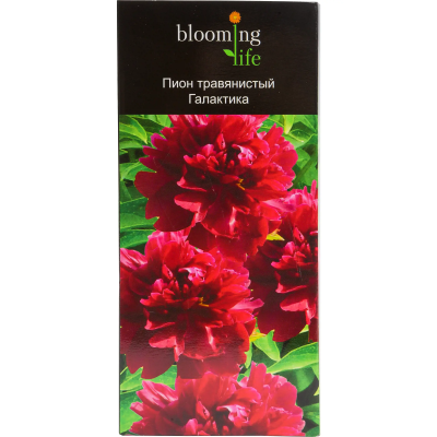 Пион травянистый Галактика (туба) в интернет гипермаркете «Планета Лета». Фото