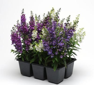 Ангелония, (1*6) М в интернет гипермаркете «Планета Лета». Фото