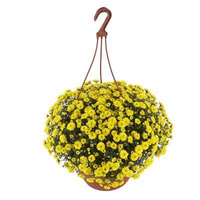 Хризантема мультифлора подвес, Гор20 М в интернет гипермаркете «Планета Лета». Фото