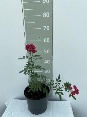 Роза почвопокровная Альберих, С23 Л в интернет гипермаркете «Планета Лета». Фото