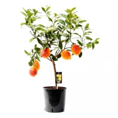 Цитрус Lemon RED on stam, Гор19, Выс60 в интернет гипермаркете «Планета Лета». Фото