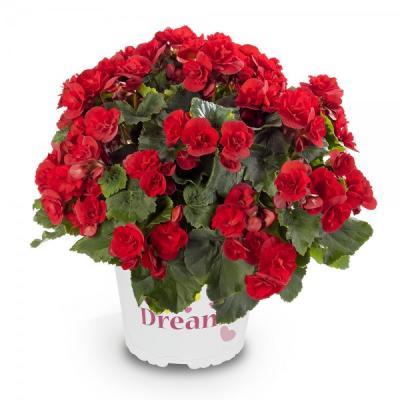 Бегония Solenia mixed , Гор19, Выс40 в интернет гипермаркете «Планета Лета». Фото