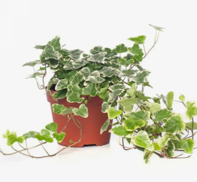 Плющ Wonder, Гор8, Выс5 в интернет гипермаркете «Планета Лета». Фото