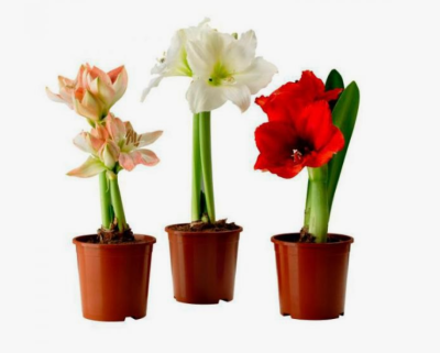 Гиппеаструм Mix Гор10, Выс15 в интернет гипермаркете «Планета Лета». Фото