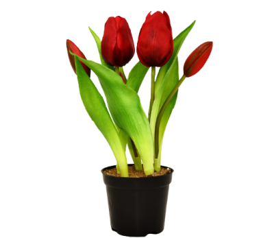 Тюльпан, Гор12, Выс20 в интернет гипермаркете «Планета Лета». Фото