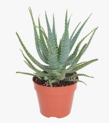 Алоэ Arborescens, Гор12, Выс30 в интернет гипермаркете «Планета Лета». Фото