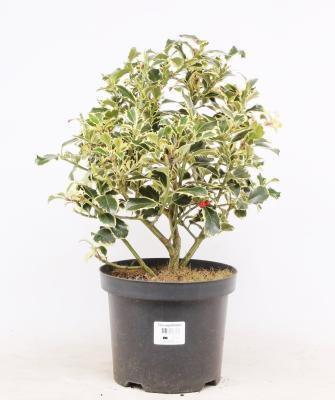 Падуб Argentea Marginata, Гор17, Выс40 в интернет гипермаркете «Планета Лета». Фото