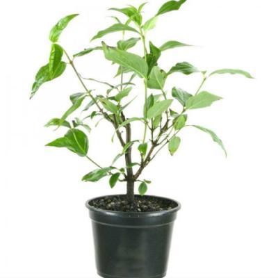 Кизил плодовый Елена С2 Н30 в интернет гипермаркете «Планета Лета». Фото