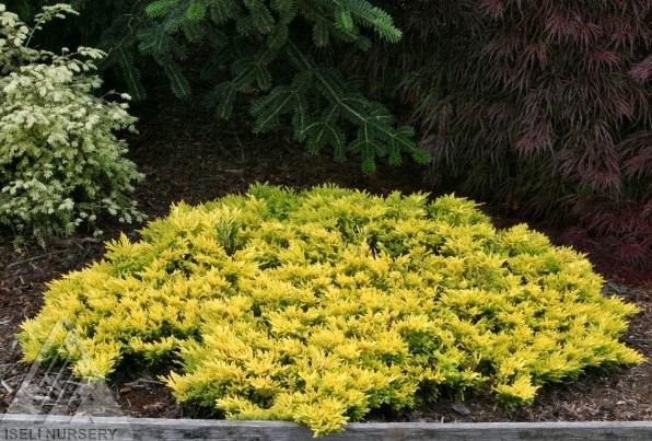 Можжевел.гориз.Golden Carpet, Гор23, Выс25-30 в интернет гипермаркете «Планета Лета». Фото