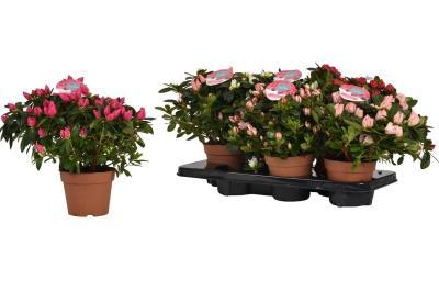 Рододендрон Mix, Гор14, Выс30 в интернет гипермаркете «Планета Лета». Фото