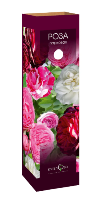 Роза парковая Мюнстед Вуд (туба) в интернет гипермаркете «Планета Лета». Фото