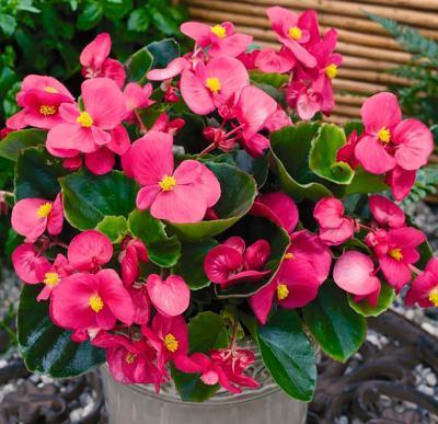 Бегония всегдацвет., Гор11 М в интернет гипермаркете «Планета Лета». Фото