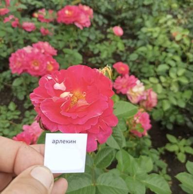 Роза плетистая Арлекин ОКС в интернет гипермаркете «Планета Лета». Фото