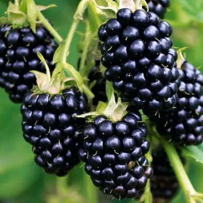 Ежевика Коламбия Гигант С2 Выс50 в интернет гипермаркете «Планета Лета». Фото