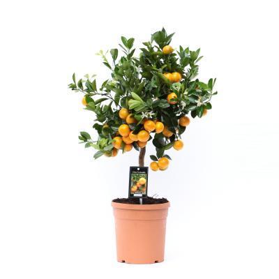 Цитрофортунелла Calamondin, Гор20, Выс80 в интернет гипермаркете «Планета Лета». Фото
