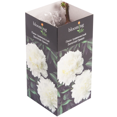 Пион травянистый Золотой Ореол (в тубе) в интернет гипермаркете «Планета Лета». Фото