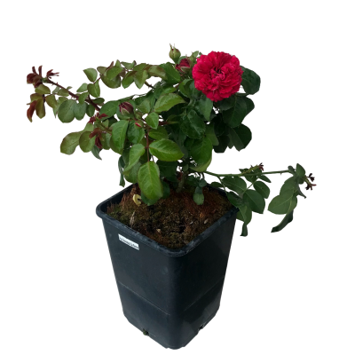 Роза флорибунда Ред Леонардо, Гор23 М в интернет гипермаркете «Планета Лета». Фото