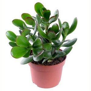 Крассула Ovata, Гор14, Выс30 в интернет гипермаркете «Планета Лета». Фото