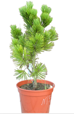 Сосна румелийская, Гор17, Выс40-60 в интернет гипермаркете «Планета Лета». Фото
