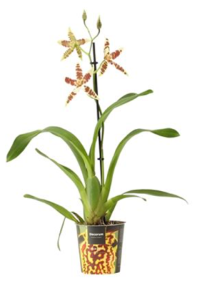 Орхидея Cambria Renaissance White, Гор12, Выс60 в интернет гипермаркете «Планета Лета». Фото