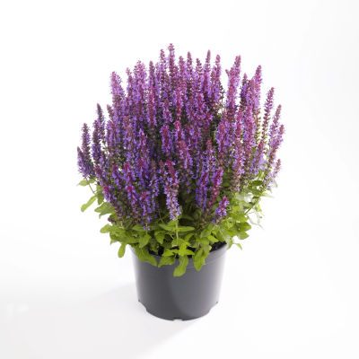 Сальвия мучнистая /шалфей/, Гор13 М в интернет гипермаркете «Планета Лета». Фото