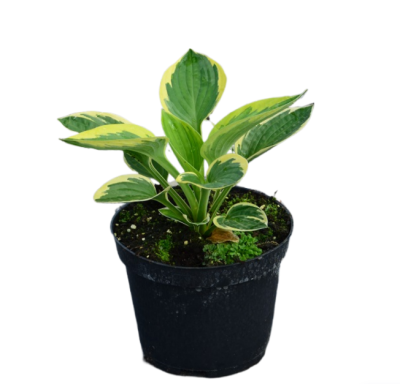 Хоста Брим Кап, Гор17 М в интернет гипермаркете «Планета Лета». Фото