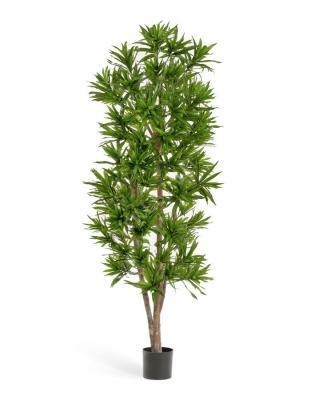 Драцена Рефлекса 120 см 2/2 в интернет гипермаркете «Планета Лета». Фото