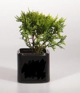 Туя запад.Даника, Гор31 ЕП в интернет гипермаркете «Планета Лета». Фото