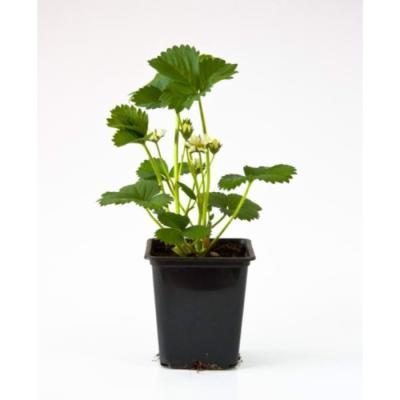 Рассада Земляника садовая Царица (Р9) в интернет гипермаркете «Планета Лета». Фото