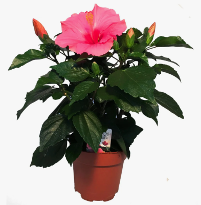 Гибискус Rosa Sinens, Гор12, Выс35 в интернет гипермаркете «Планета Лета». Фото