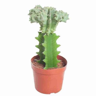 Эуфорбия Cristata, Гор10, Выс30 в интернет гипермаркете «Планета Лета». Фото