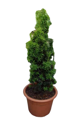 Тис ягодный Fastigiata Aurea, Гор9, Выс10 в интернет гипермаркете «Планета Лета». Фото