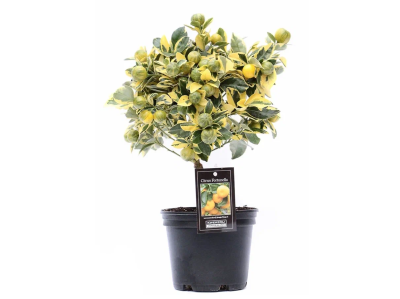 Цитрофортунелла varigated, Гор22, Выс70 в интернет гипермаркете «Планета Лета». Фото