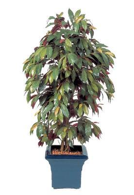 Капенсия 180 см 10.37906NR Ф в интернет гипермаркете «Планета Лета». Фото