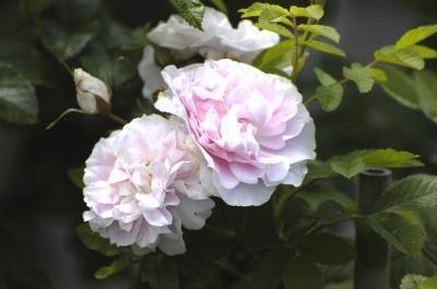 Роза парковая Мартин Фробишер 7Ц в интернет гипермаркете «Планета Лета». Фото