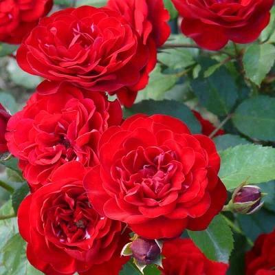 Роза флорибунда Лаваглут штамб C4 H100 в интернет гипермаркете «Планета Лета». Фото