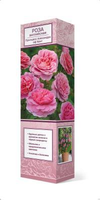 Роза английская парковая Принцесс Алесандра оф Кент Люкс П в интернет гипермаркете «Планета Лета». Фото