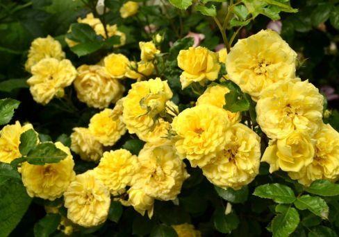 Роза флорибунда Анни Дюпрей (туба) в интернет гипермаркете «Планета Лета». Фото