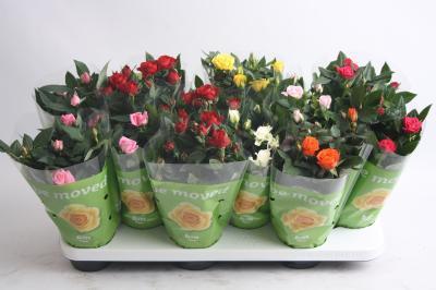 Роза BEAU MONDE mixed, Гор10, Выс30 в интернет гипермаркете «Планета Лета». Фото