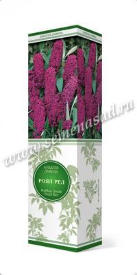 Буддлея Давида Ройал Ред П в интернет гипермаркете «Планета Лета». Фото