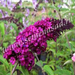 Буддлея Давида Ройал Ред П в интернет гипермаркете «Планета Лета». Фото