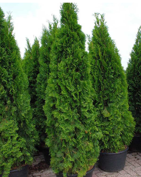 Туя запад.Smaragd, Гор33, Выс170 Уценка!! в интернет гипермаркете «Планета Лета». Фото